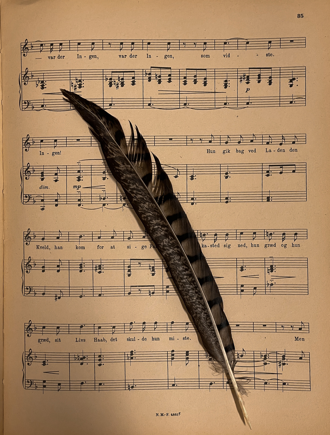 Black Feather on Musical Notes